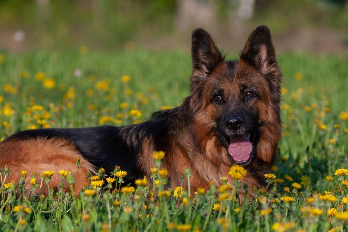 The 10 Most Reliable Dog Breeds For Personal
Protection