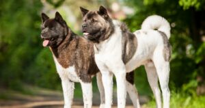 The 16 Most Loyal Dog Breeds for Home Security