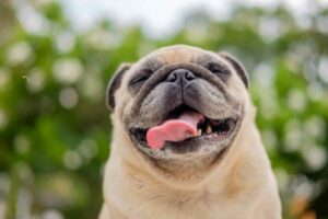 The 7 Dog Breeds With the Funniest Facial
Expressions