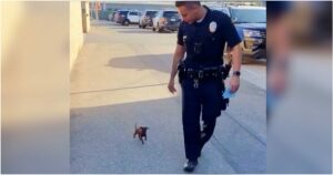 The Tiniest Of Puppies Follows Officer To ‘Lodge A
Complaint’