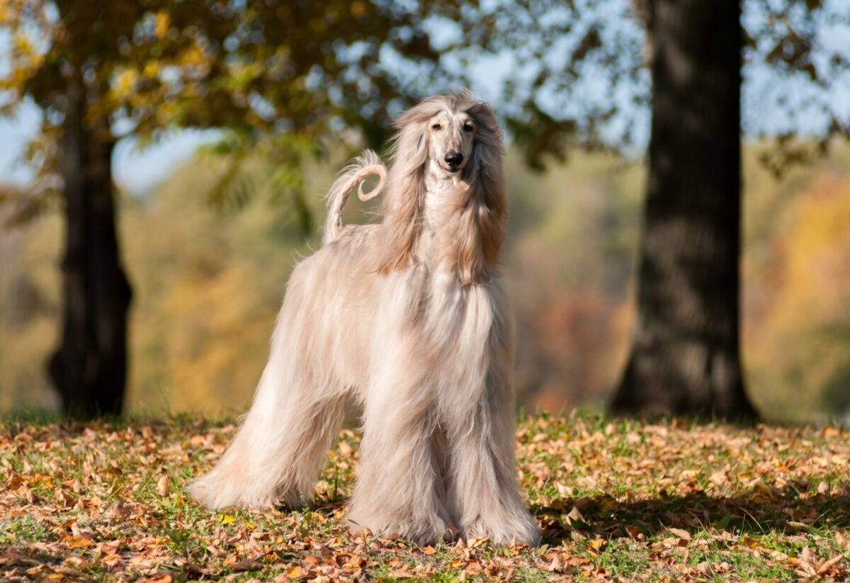 The Top 15 Highest Maintenance Dog Breeds