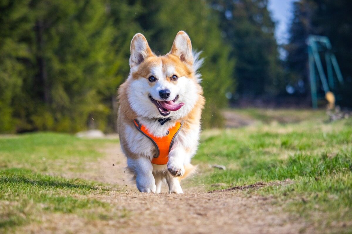 The Top 7 Cheeriest Dog Breeds