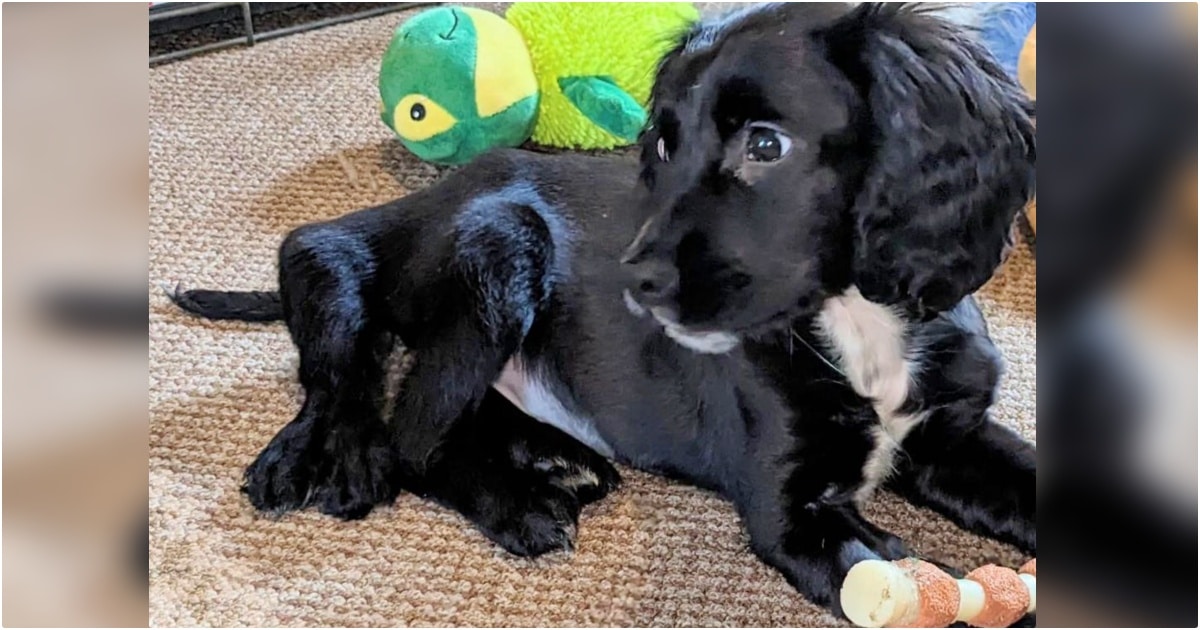 This 6-Legged Puppy Was Ditched In A Car Park Just Because
She’s Different