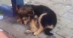 This Guy Found A Puppy On Hot Pavement