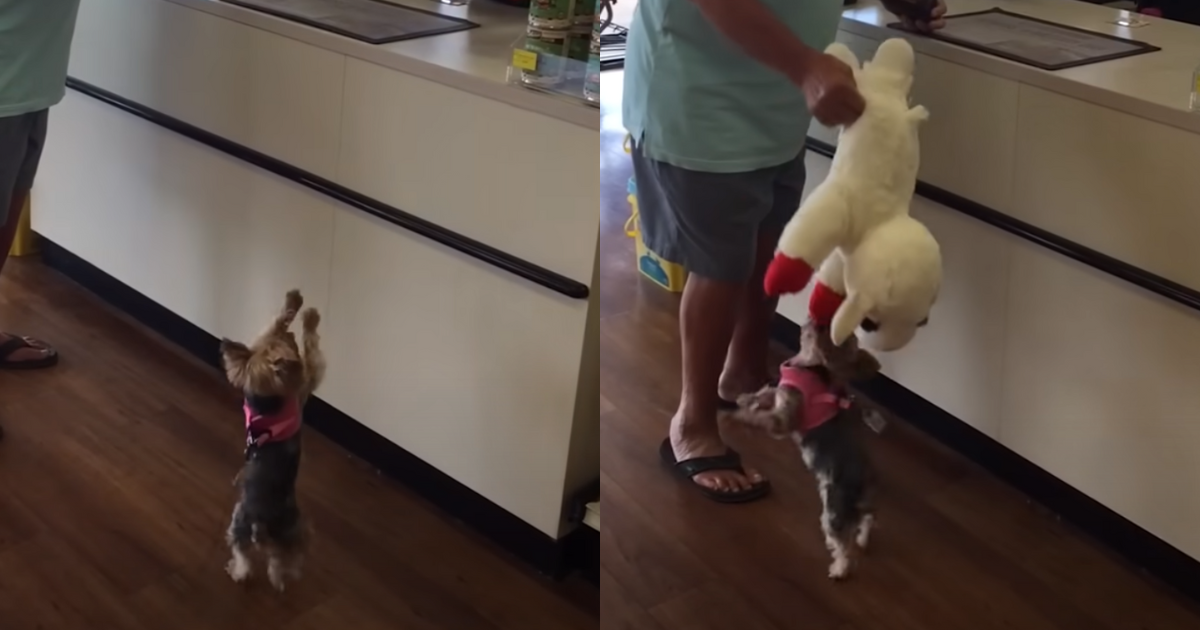 Tiny Yorkie Insists on Taking Home the Biggest Toy in the
Store