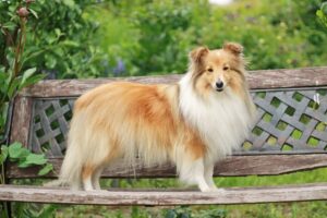 Top 11 Dog Breeds That Will Instantly Steal Your
Heart!