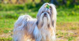 Top 12 Dog Breeds For Singles