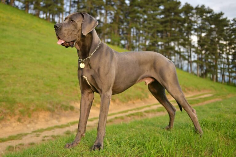 Top 12 Dog Breeds Surging In Popularity