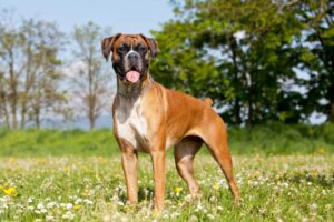 Top 12 Dog Breeds for Married Couples