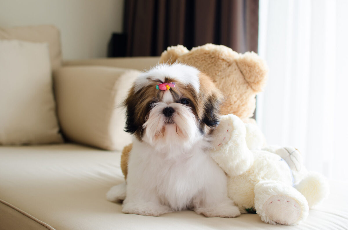 Top 7 Teacup Dog Breeds