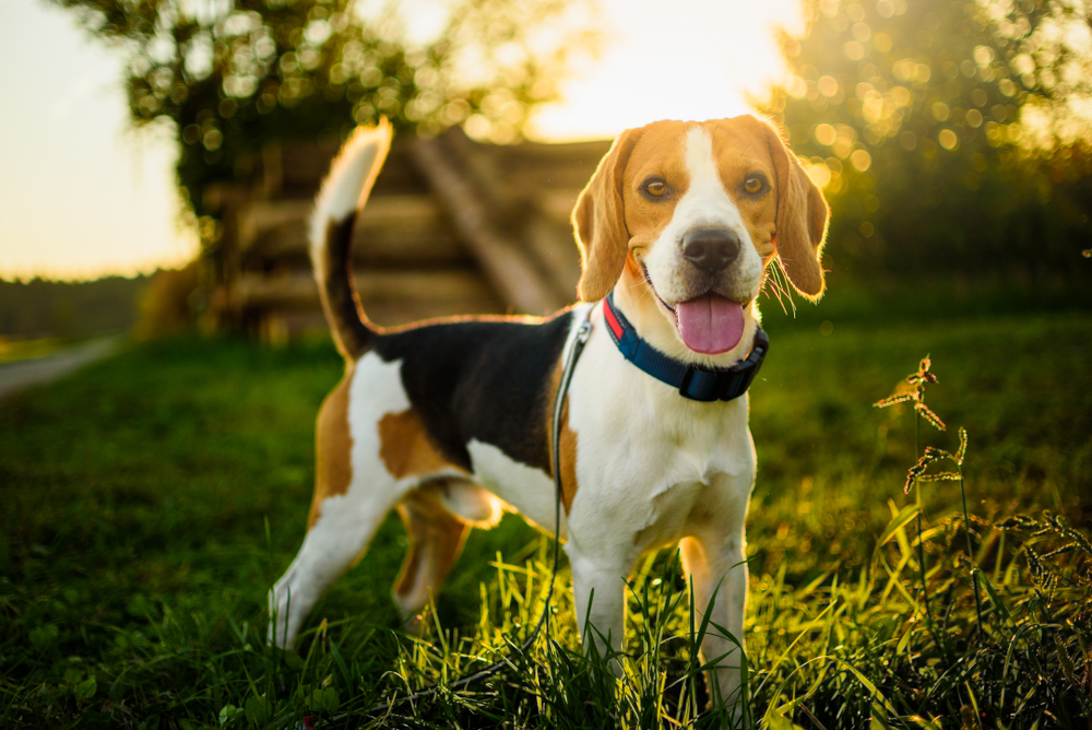 Beagle with tongue out in park