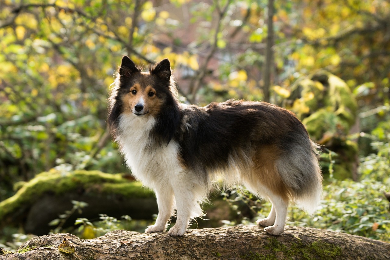 When Does A Sheltie Reach Old Age?