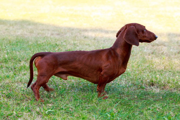 Why Are Dachshunds So Long? Vet-Reviewed Anatomy &amp;
Special Considerations