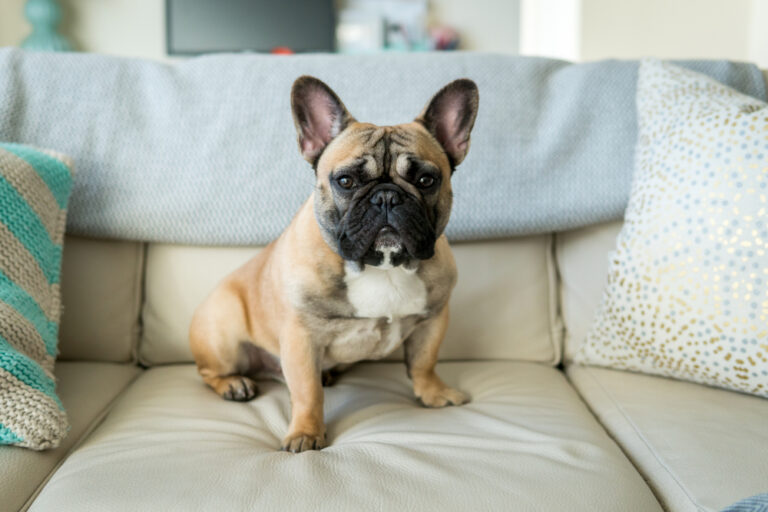 Why Are French Bulldogs So Expensive? 5 Vet-Verified
Reasons