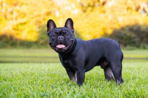 a black french bulldog standing on grass