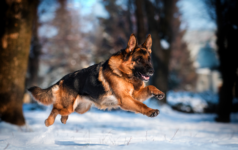 german shepherd dog running in a snowy park in winter