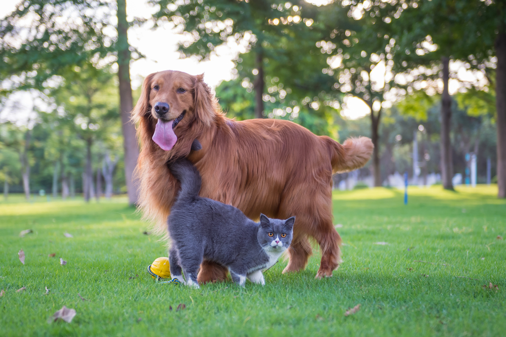 british shorthair cat and dog playing in the grass