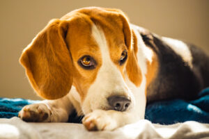 Beagle dog biting his itching skin on legs