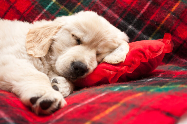 Why Do Dogs Cry in Their Sleep? 4 Vet-Reviewed Likely
Reasons