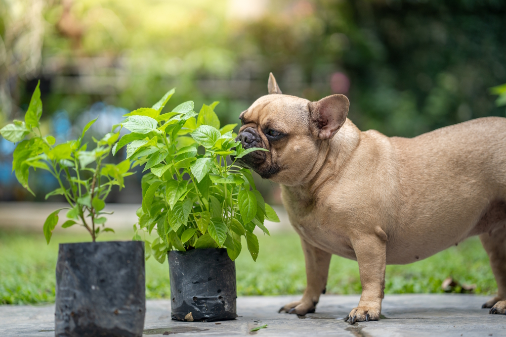 Sick-dog-eating-herbs-leaves-at-garden