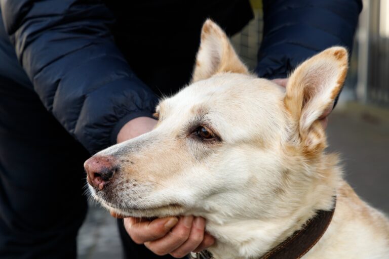 Why Do Dogs Noses Turn Pink? Vet-Reviewed Causes &amp;
Concerns