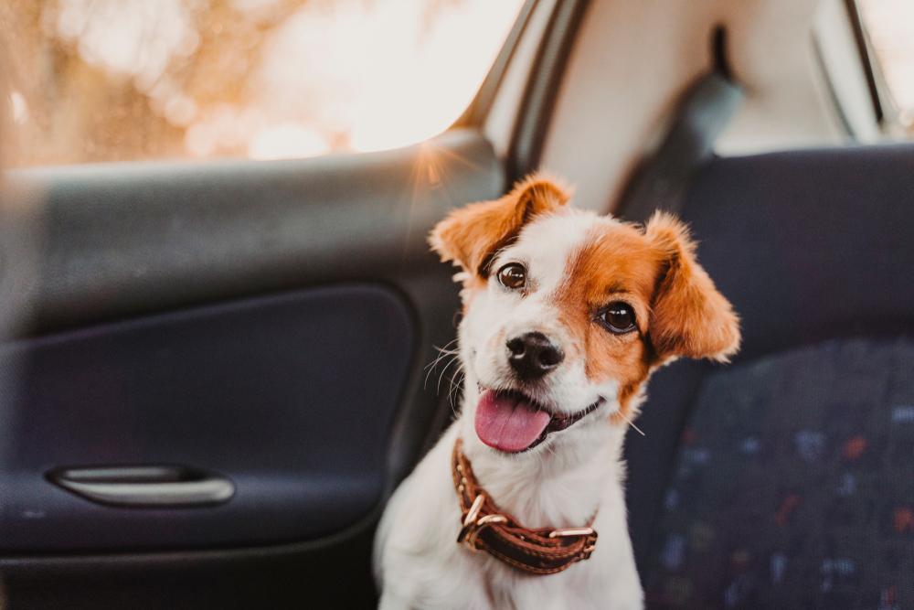 cute small jack russell dog in a car