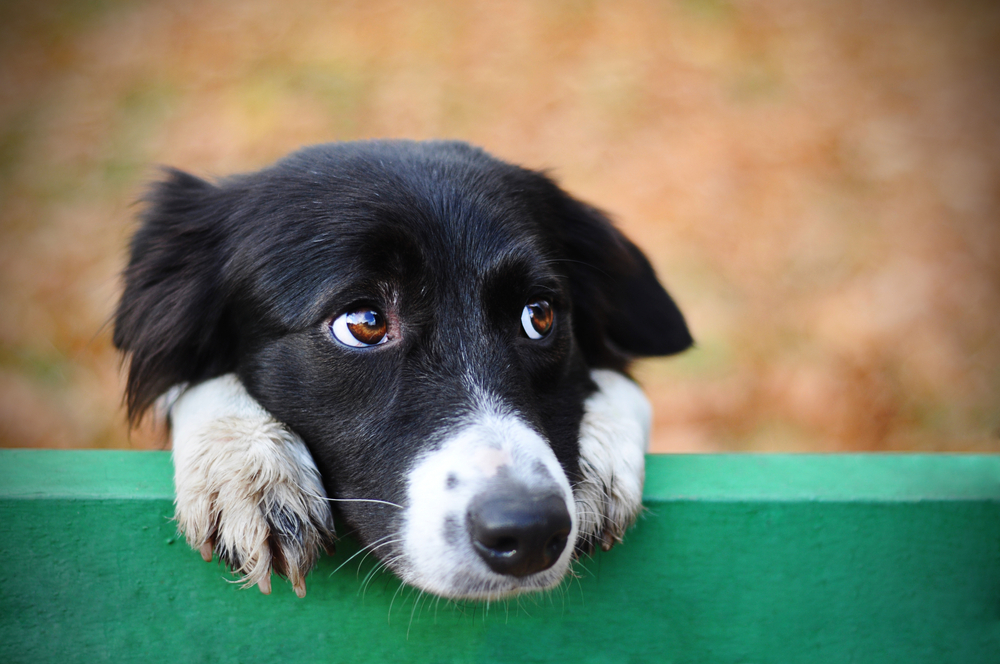 Skeptic sad Border Collie leaning on the fence