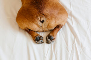 top view of french bulldog's butt side lying on bed