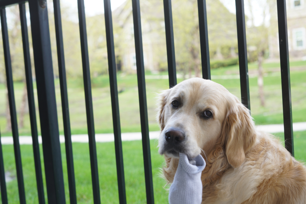 Golden Retriever biting or playing with a sock