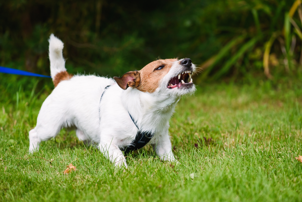 Angry dog barking at something or someone