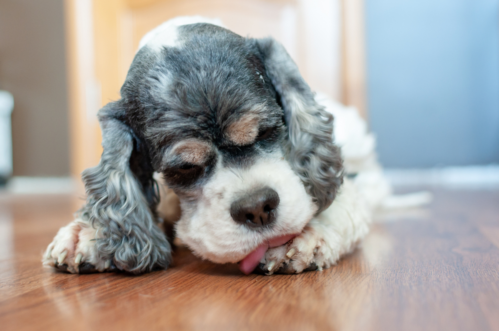 dog licking its paw