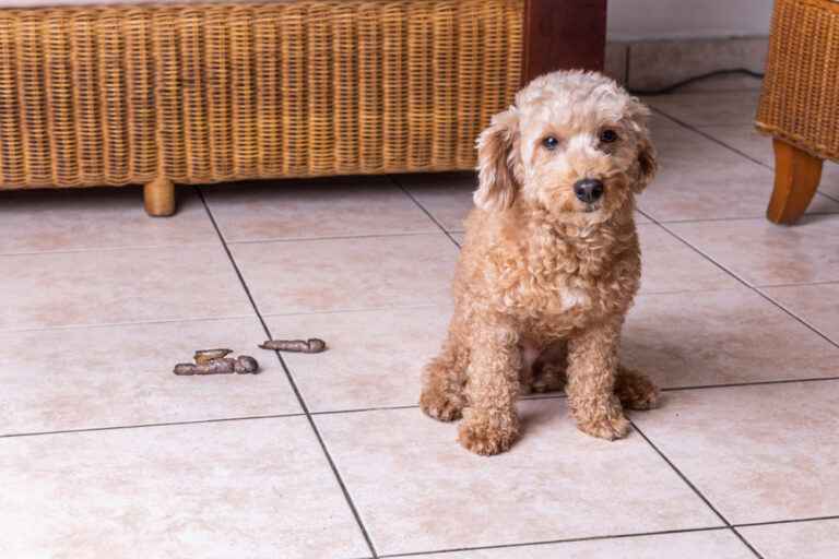 Why Does My Dog Eat Their Own Poop? 8 Vet-Reviewed Reasons
and Tips