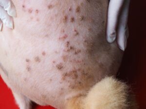 scabs on dog's skin