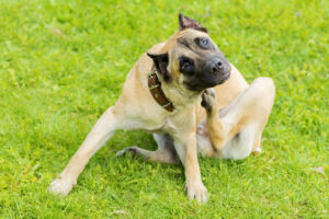 dog scratching its body