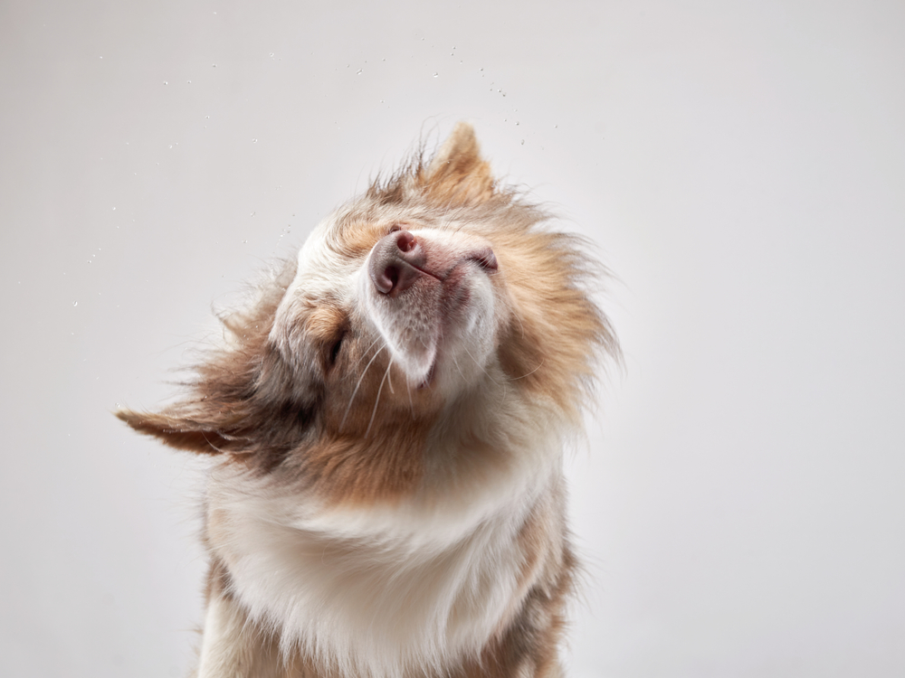 Border Collie dog shakes off in a white background