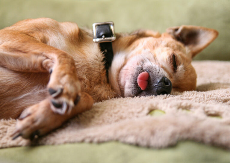 Why Does My Dog Sleep With Their Tongue Out? 10 Vet-Reviewed
Reasons