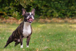 Boston Terrier posing in garden