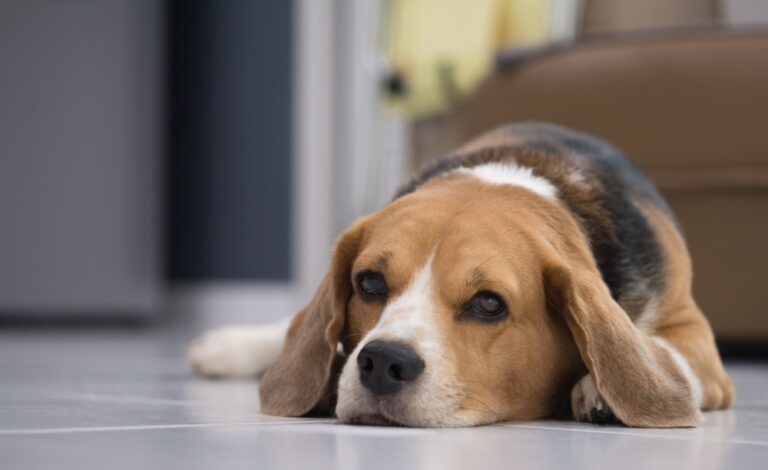 Why Is My Dog Not Eating? 9 Vet-Verified Reasons &amp;
What to Do