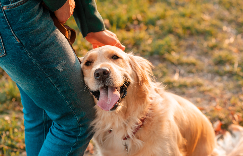 Golden Retriever rubbing face against person