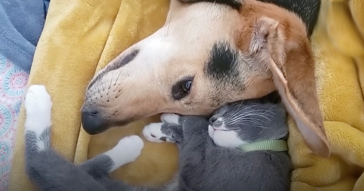 Woman Adopts Cat For Dog In Mourning, Finds Them Like This
The Next Day