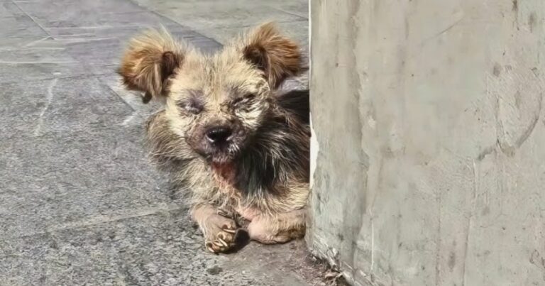 Woman Helps Elderly Stray, Turns Out He’s Not An Old Dog At
All