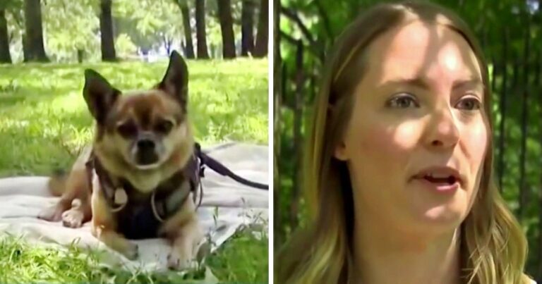 Woman Sees A Couple Walking Her ‘Stolen’ Dog, Walks Up And
Snatches Her Dog Back