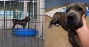 ‘Anxious’ Cane Corso Returned to Shelter Finally Gets a
Second Chance