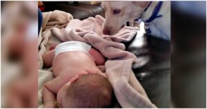 ‘New-Mom’ Introduces Newborn To Her Pet, Dog Shows Mom Her
1st Rookie Mistake