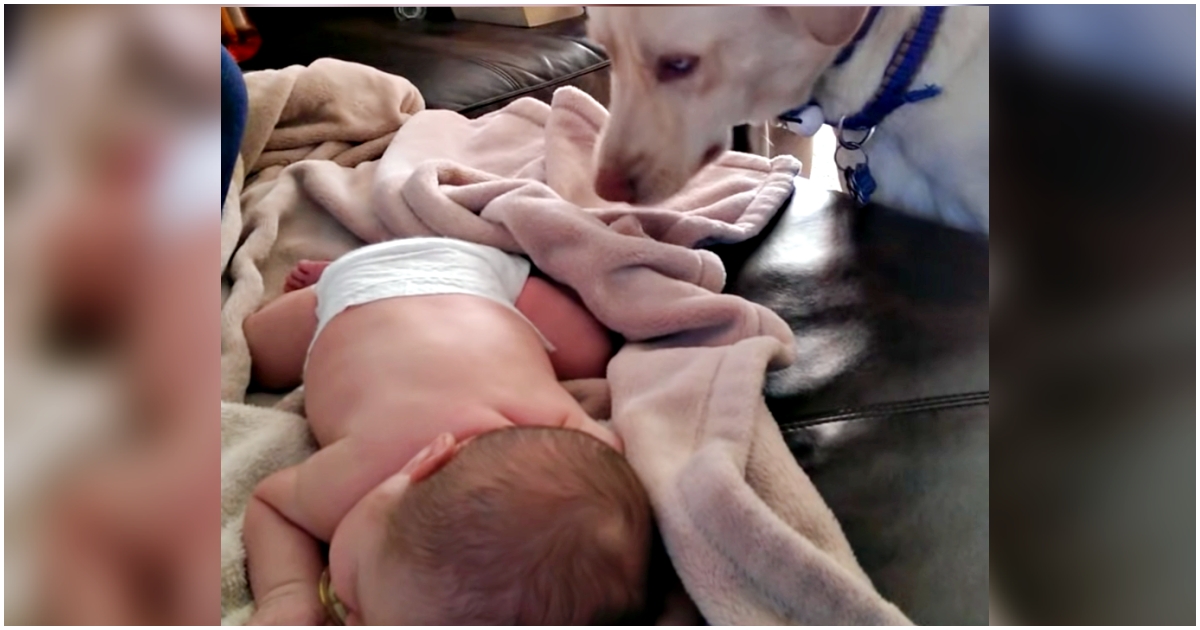 ‘New-Mom’ Introduces Newborn To Her Pet, Dog Shows Mom Her
1st Rookie Mistake