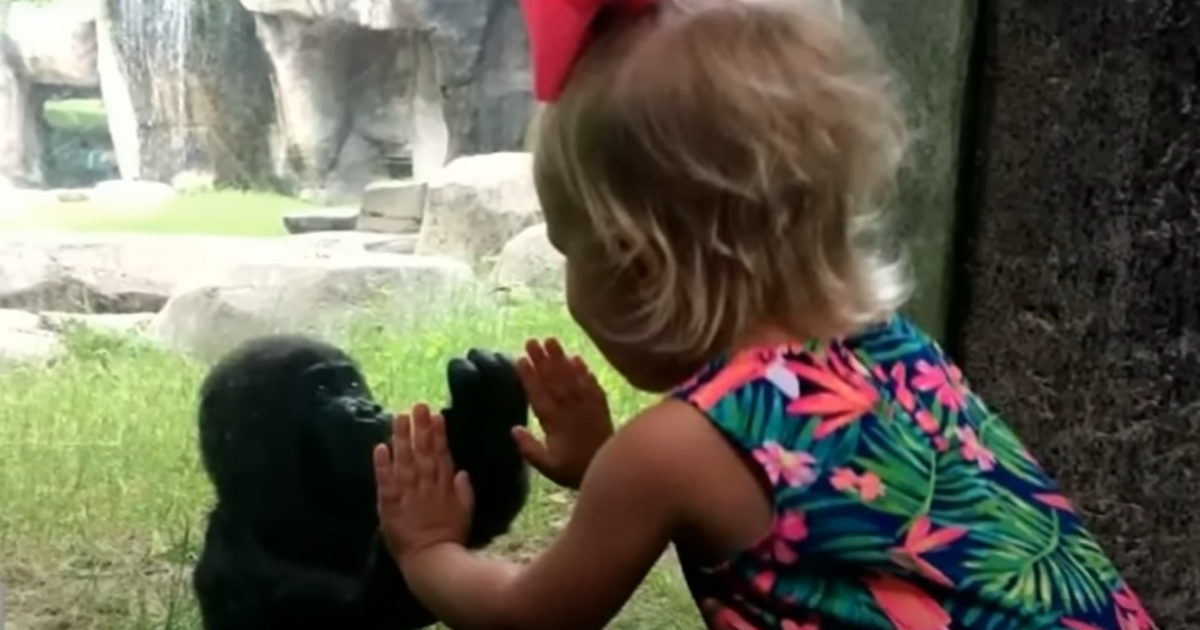 ‘Pattycake Moment’ Between Little Girl and Baby Gorilla
Shows Our Similarities