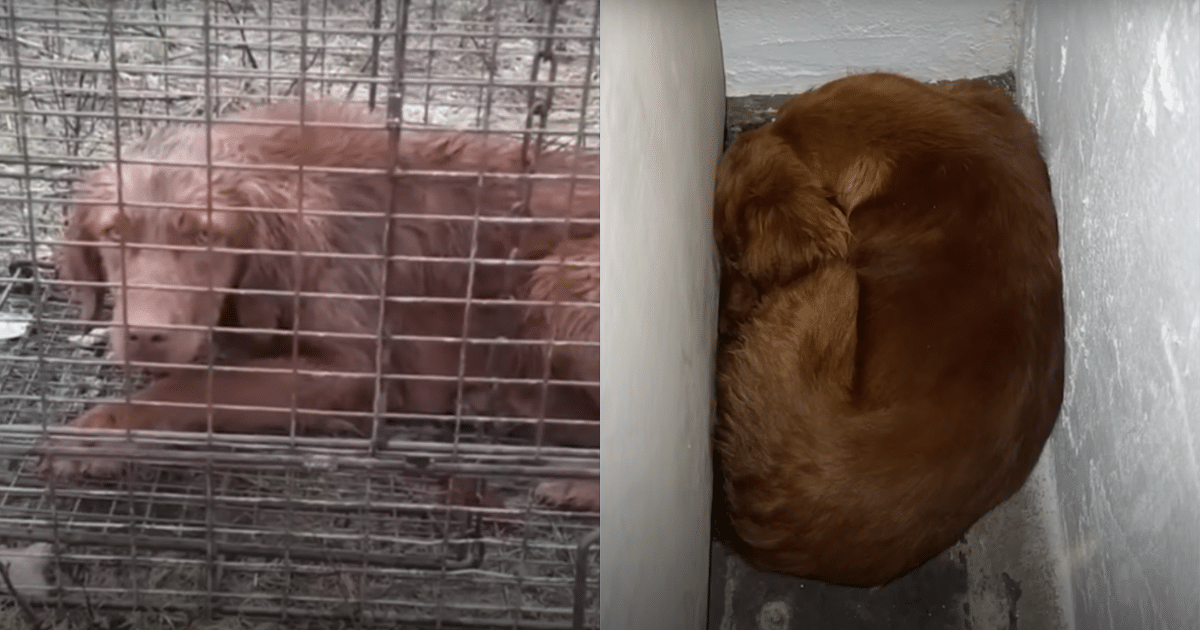 ‘Scared’ Rescue Dog Wedges Between Walls, Tries to Make
Herself Invisible