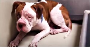 ‘Shaking’ Pit Bull Wouldn’t Leave Shelter Corner But Then
‘Heard A Voice’ And Inched Forward