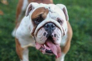 10 Chill Dog Breeds Perfect for Couch Potato Owners