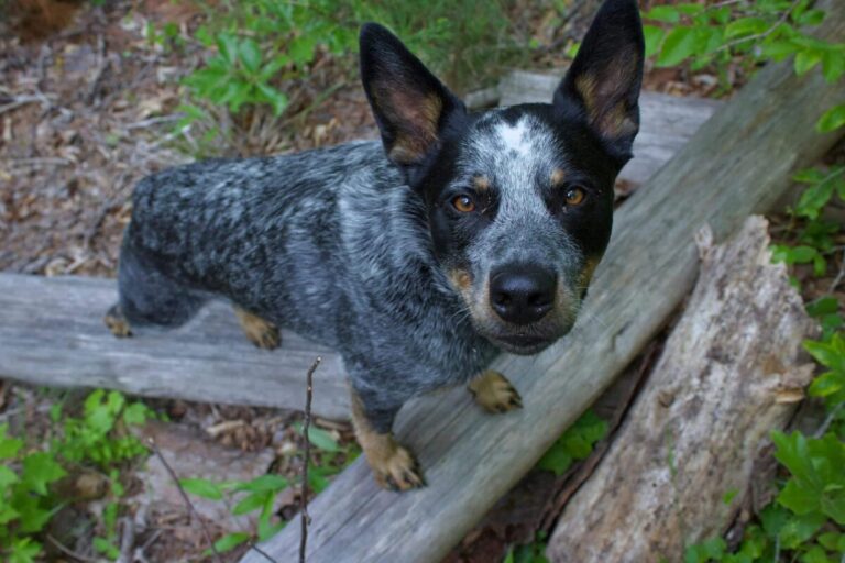 10 Dog Breeds Similar To Australian Cattle Dogs